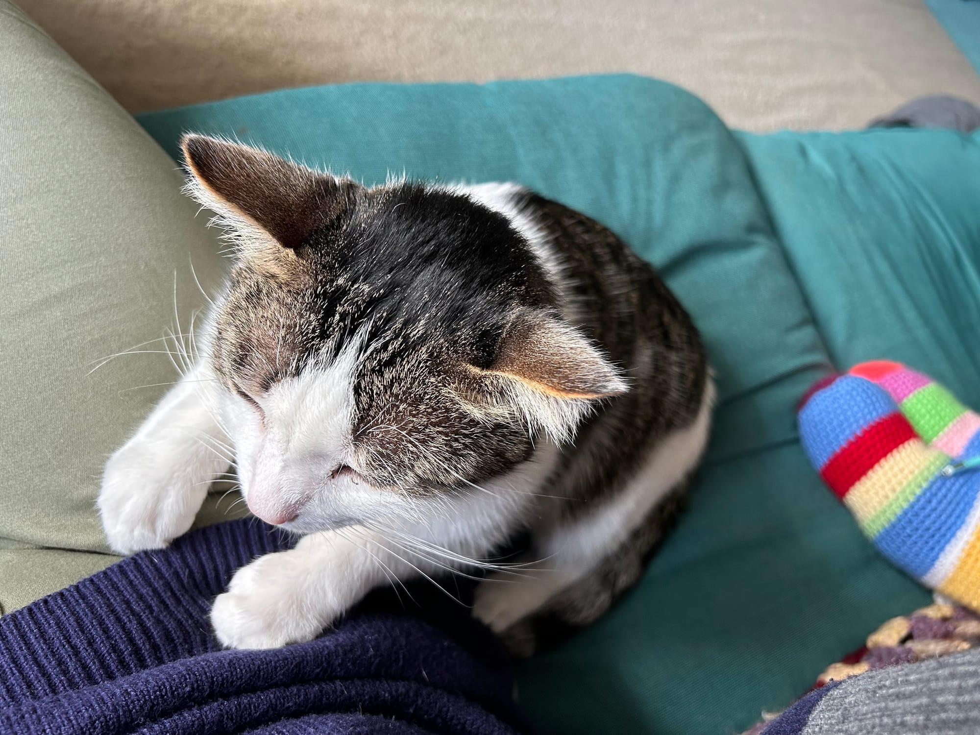 Henry sitting next to Tilly, front paws on her leg, with his eyes closed (he was purring his head off).