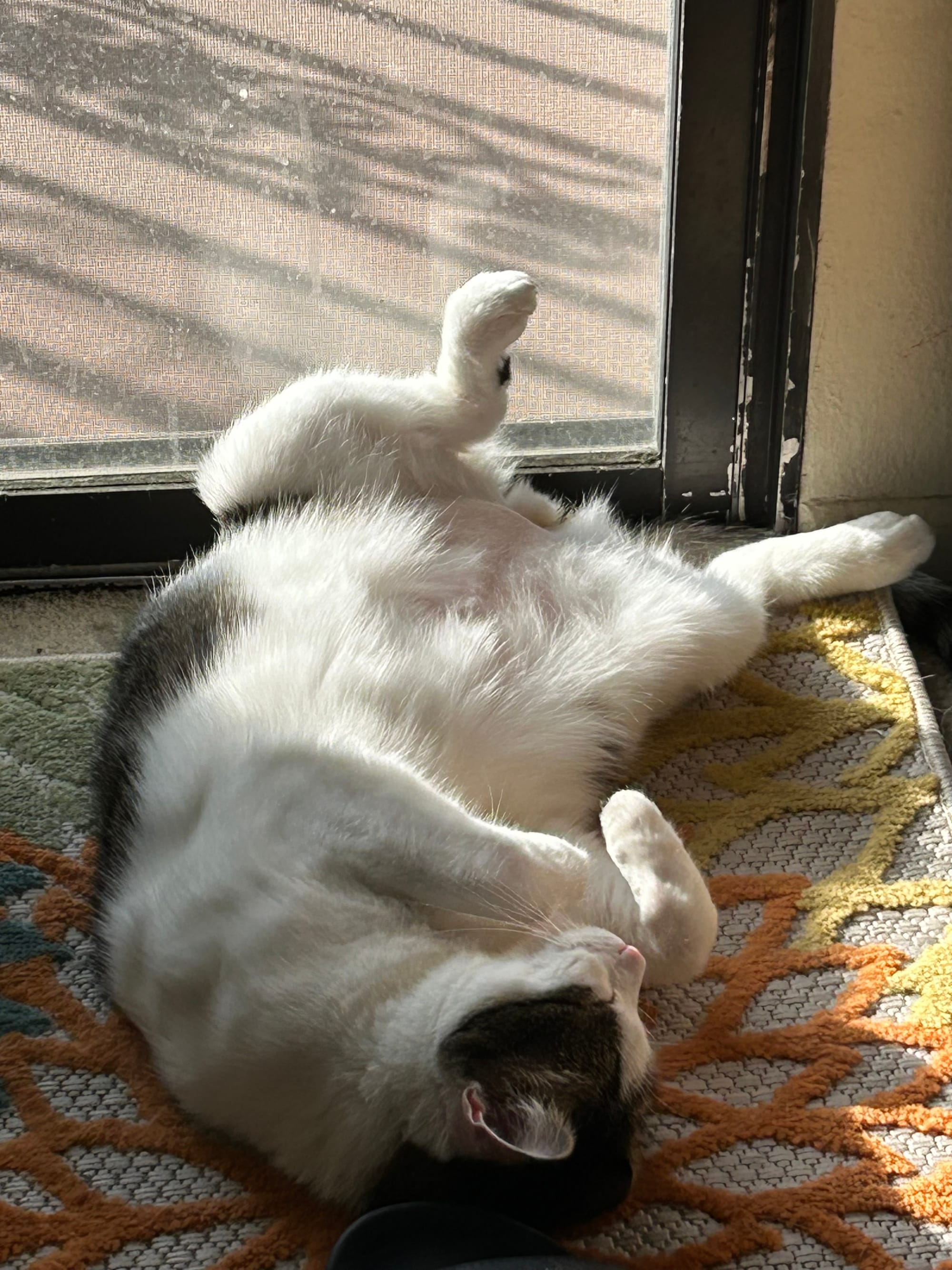 Tabby cat Dirtbag Henry Lying on his back with his legs open and facing a window, where the sun is hitting his junk.