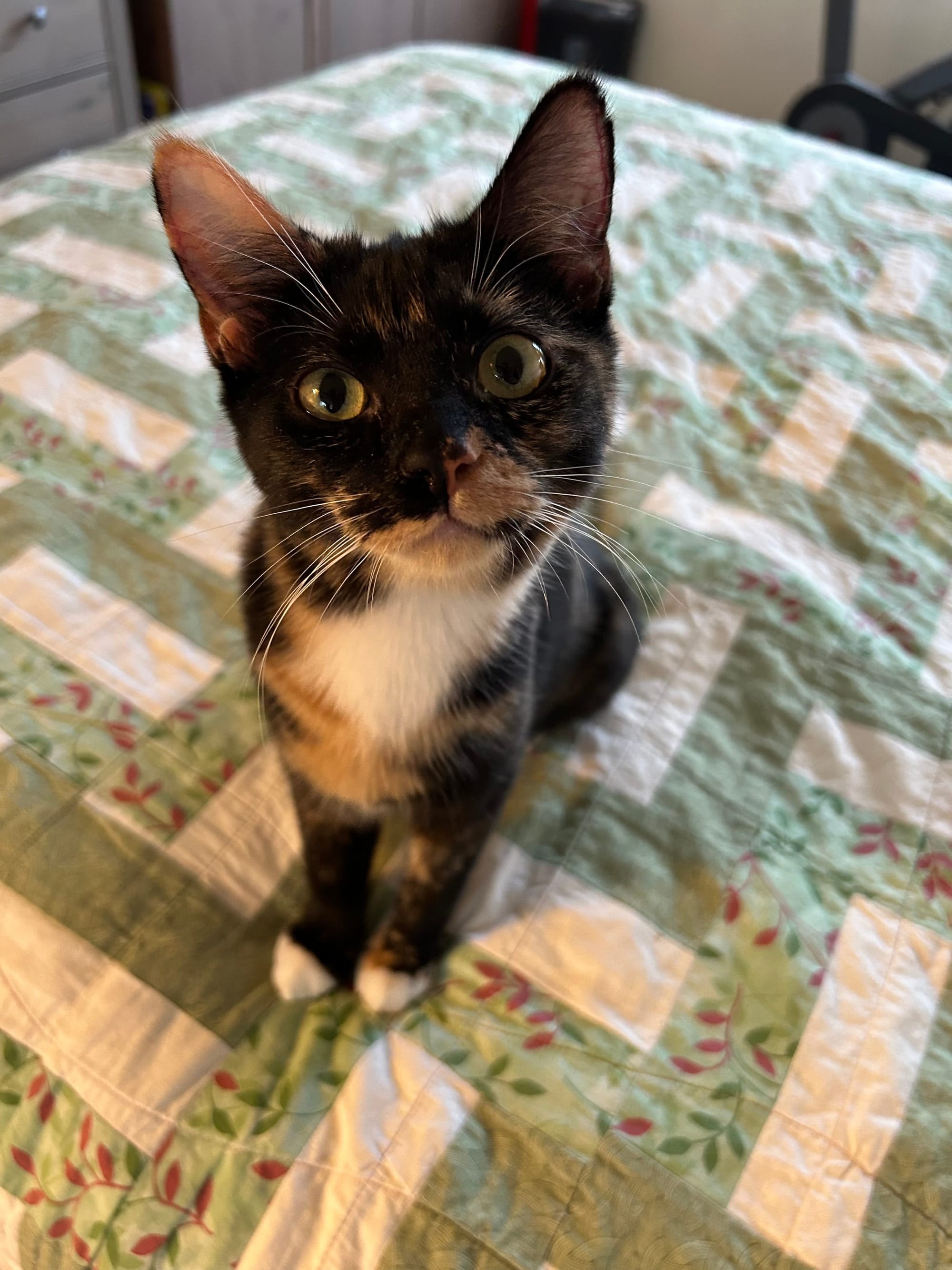 Izzy, a torbie kitten, sitting on a bed and looking at the camera with interest