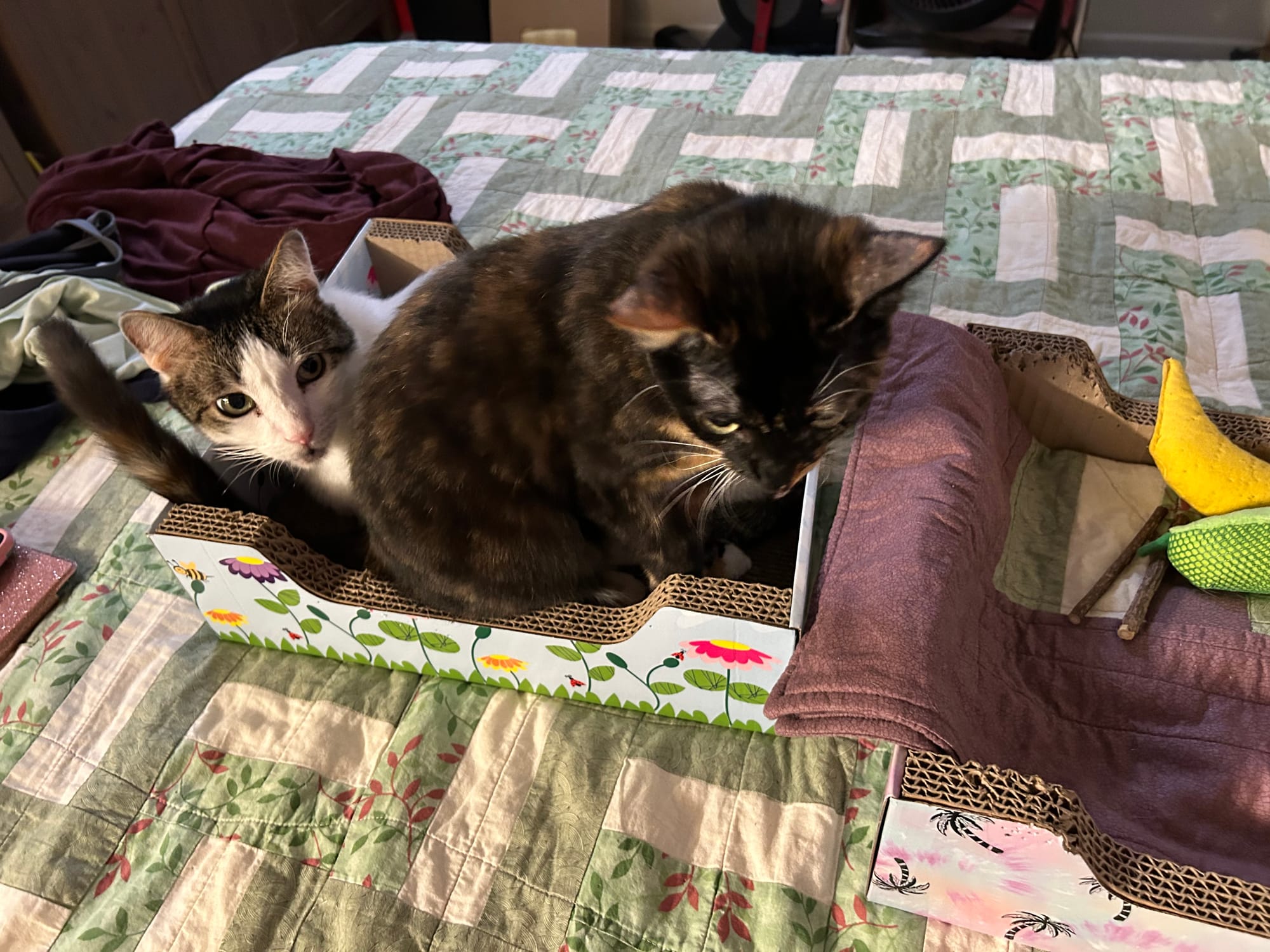 Izzy and Henry both sitting in a box on our bed, looking upset and like “can you even believe these humans? How very dare!” as we vacuumed the floor.