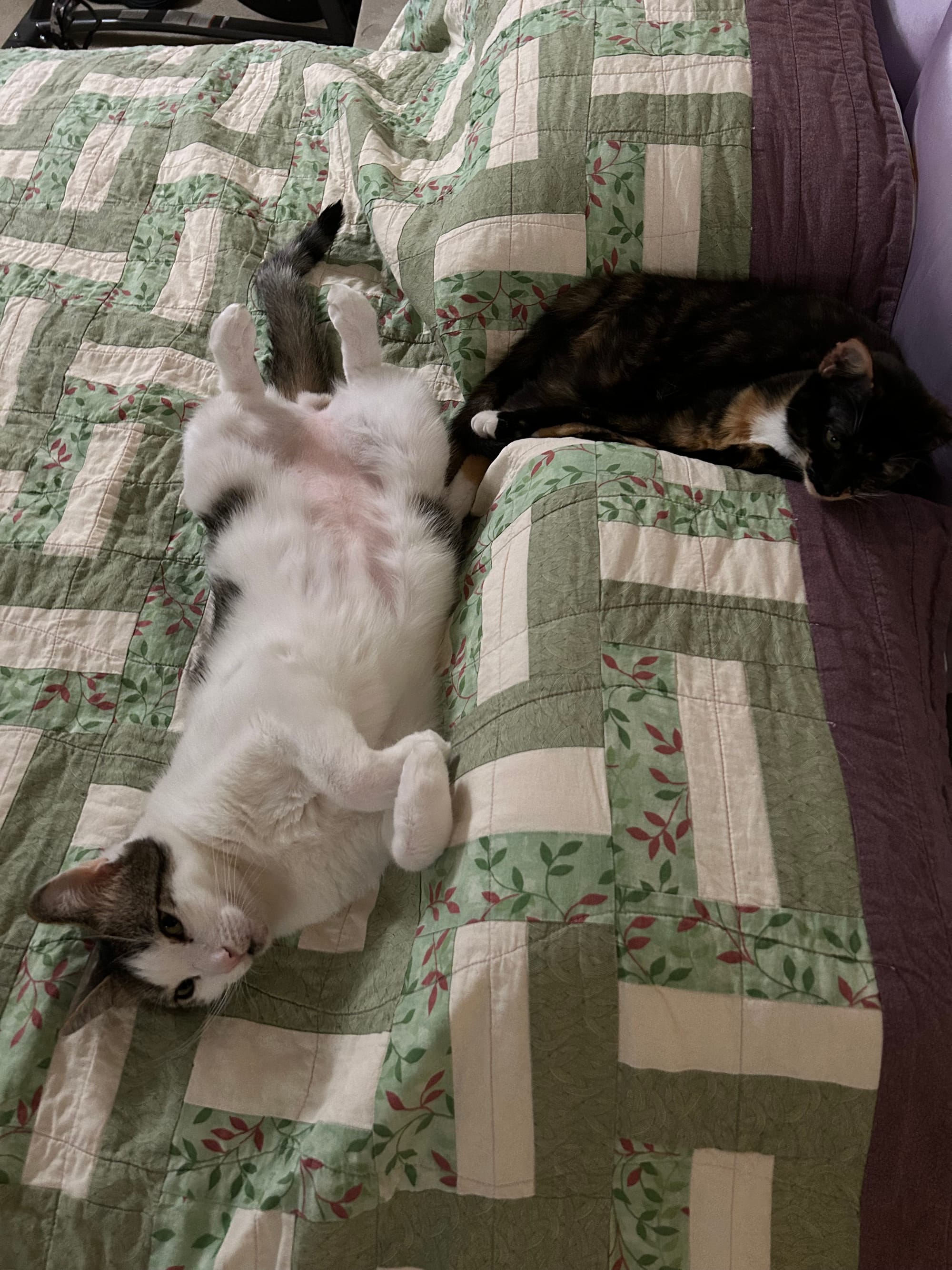 Izzy lying between two pillows on our bed, while Henry lies on his back near her feet, which are almost kinda touching his fuzzy butt.