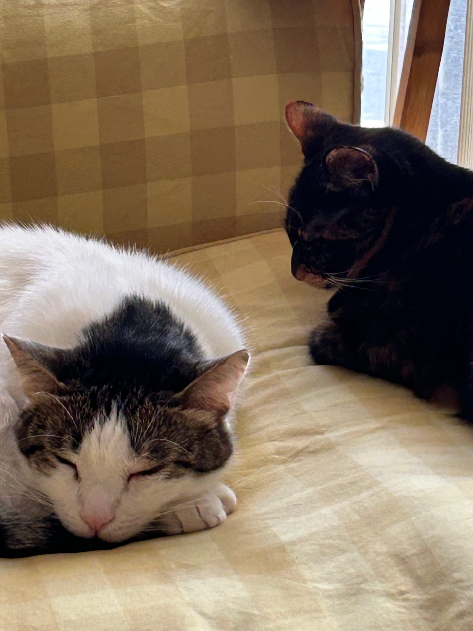 Izzy and Henry sleeping next to each other.