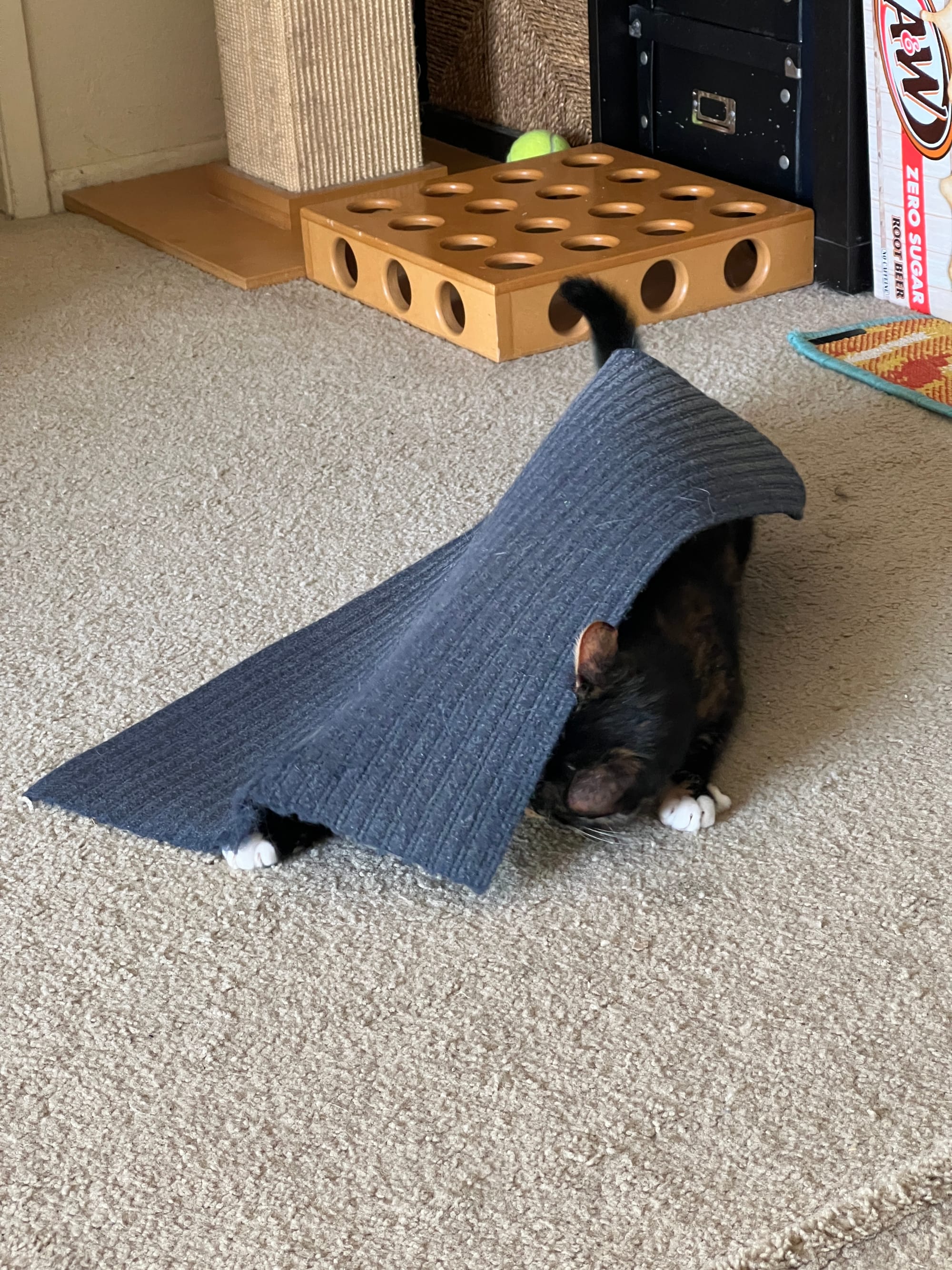 Tortie kitten Izzy diving under a floor mat