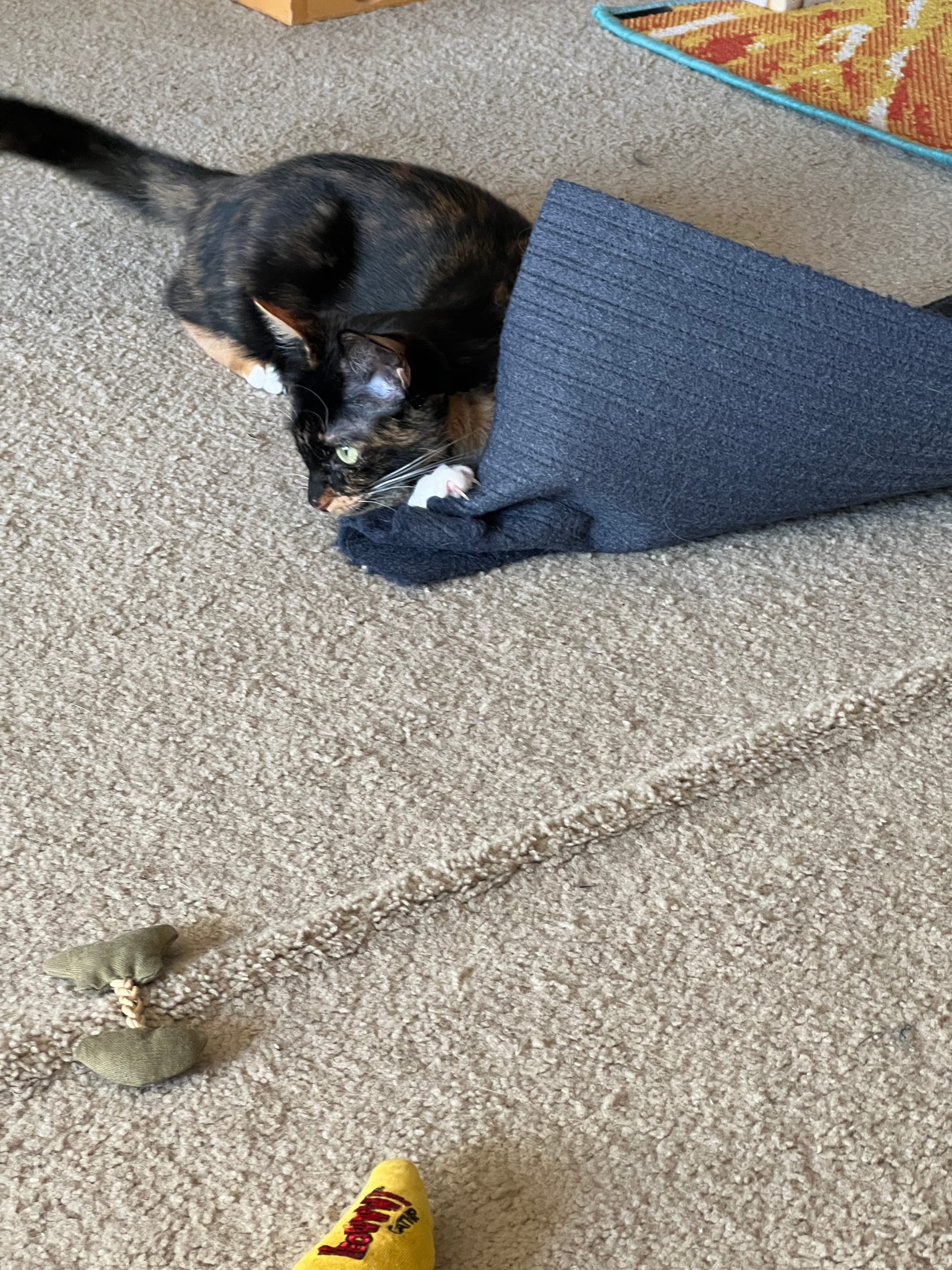 Izzy has scrunched up the corner of the mat with her claws to teach it a gosh darn lesson