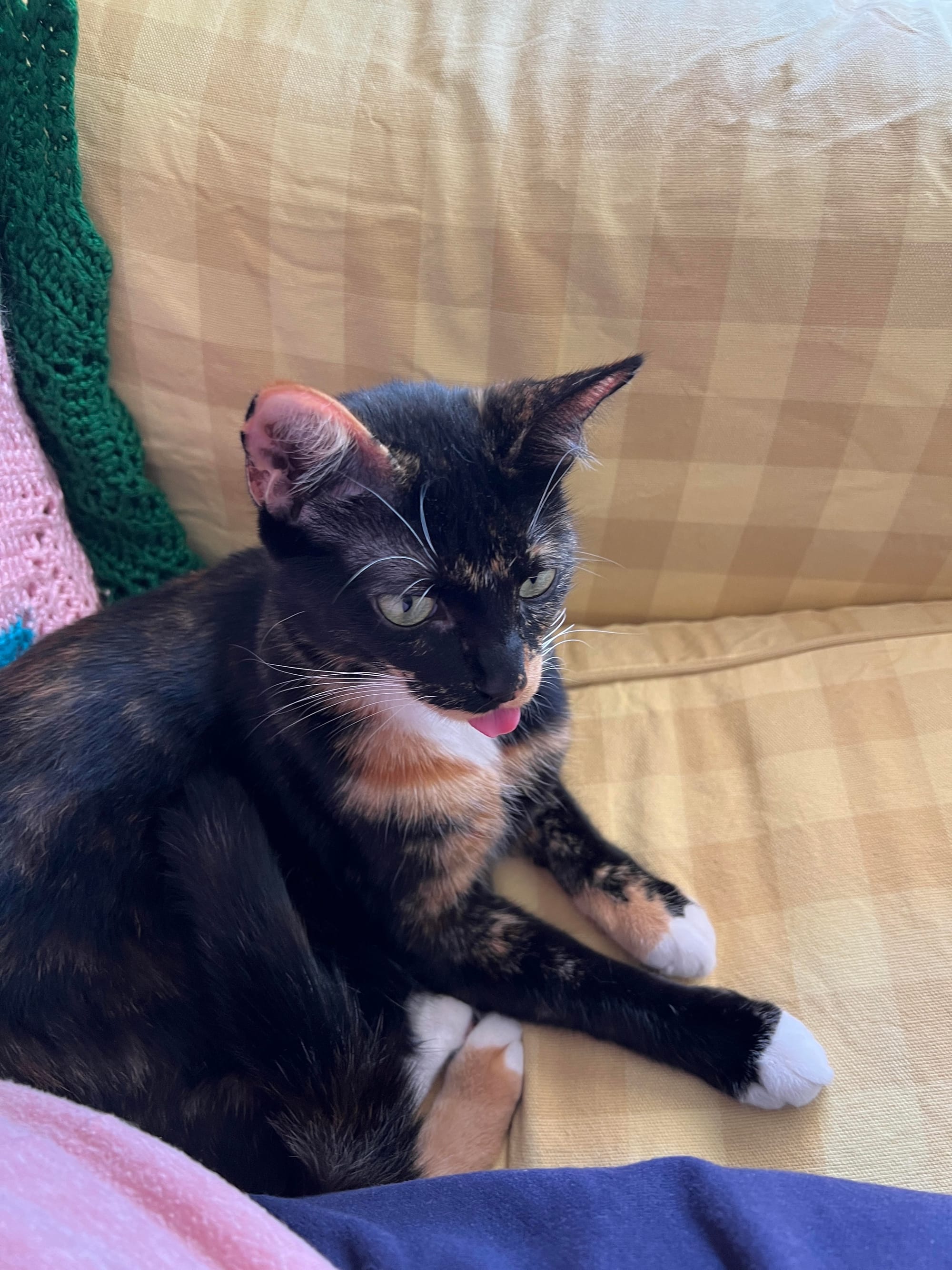 Izzy with the tip of her tongue sticking out