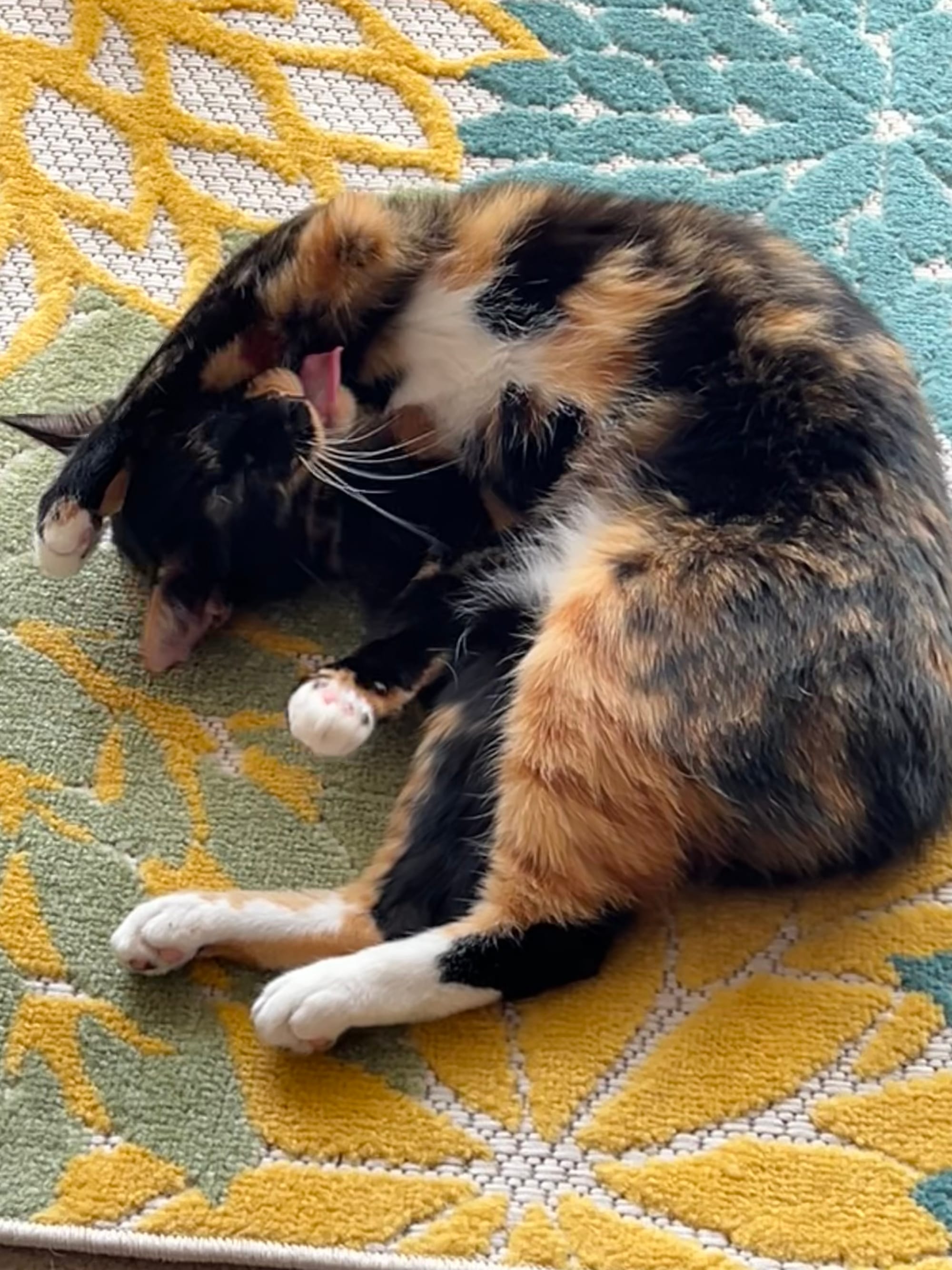 Izzy on her back, grooming one of her front elbows Izzy on her back grooming one of her front legs