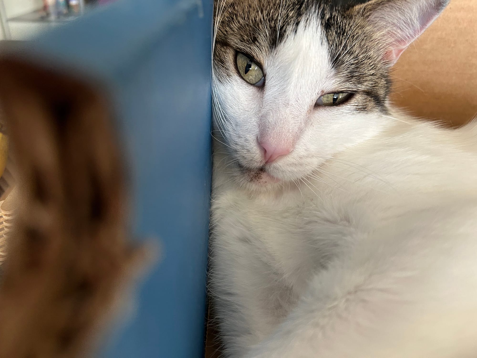 Dirtbag Henry lying with his head smooshed up against the inside of a box