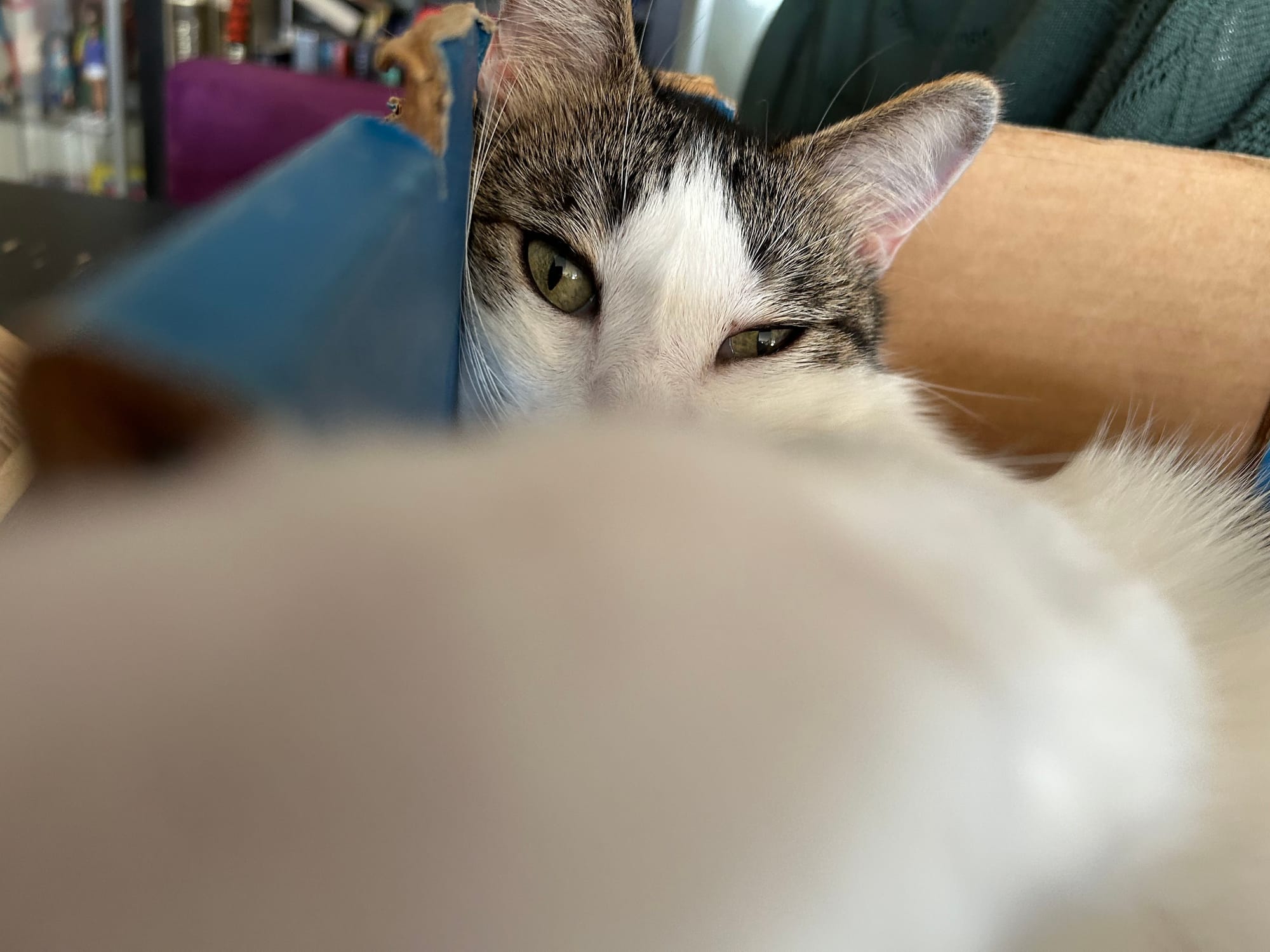 Dirtbag Henry swatting at the camera.