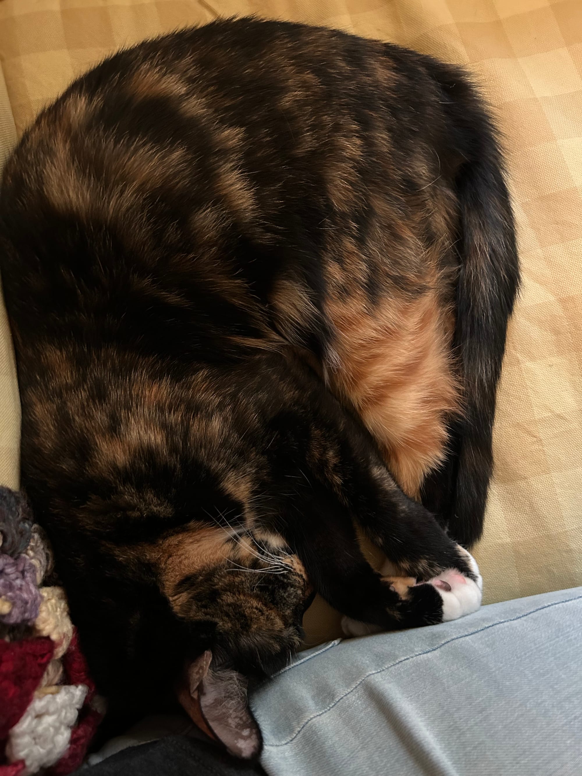 Izzy curled up, sleeping with her head and paws touching a human leg