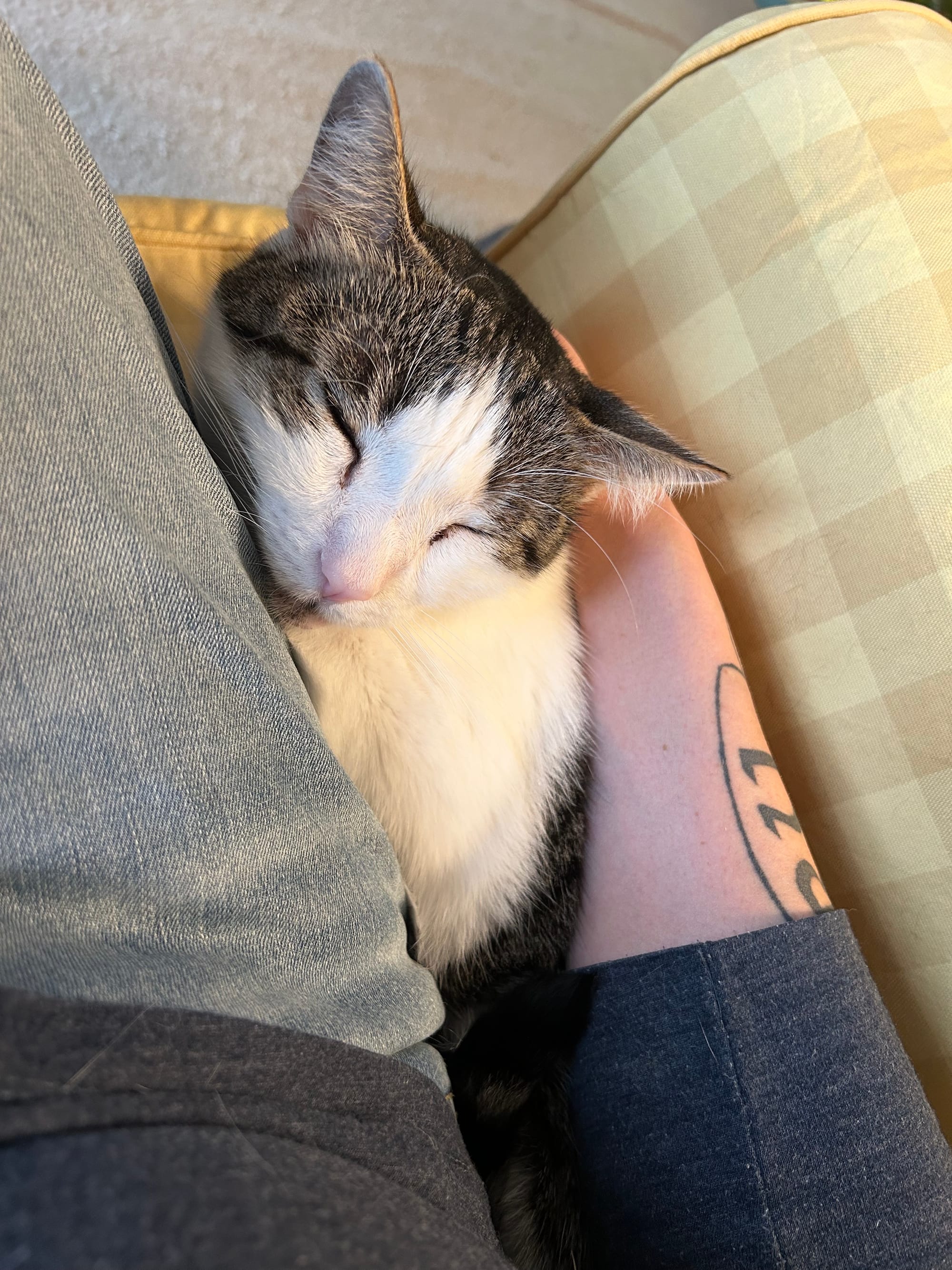 Henry snuggled up and sleeping next to Tilly’s leg