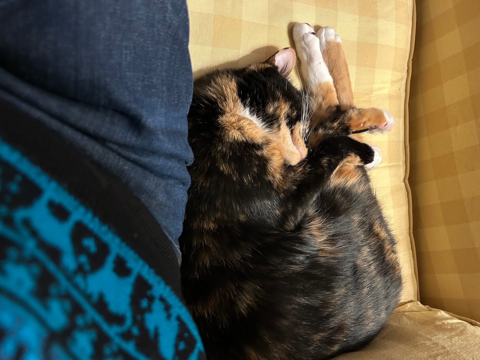 Izzy curled up and sleeping next to Tilly’s hip