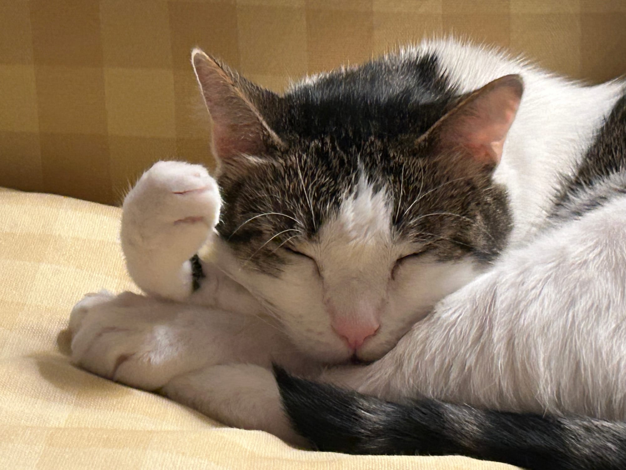 Dirtbag Henry sleeping with one front paw curled up in the air, resting on the other front paw.