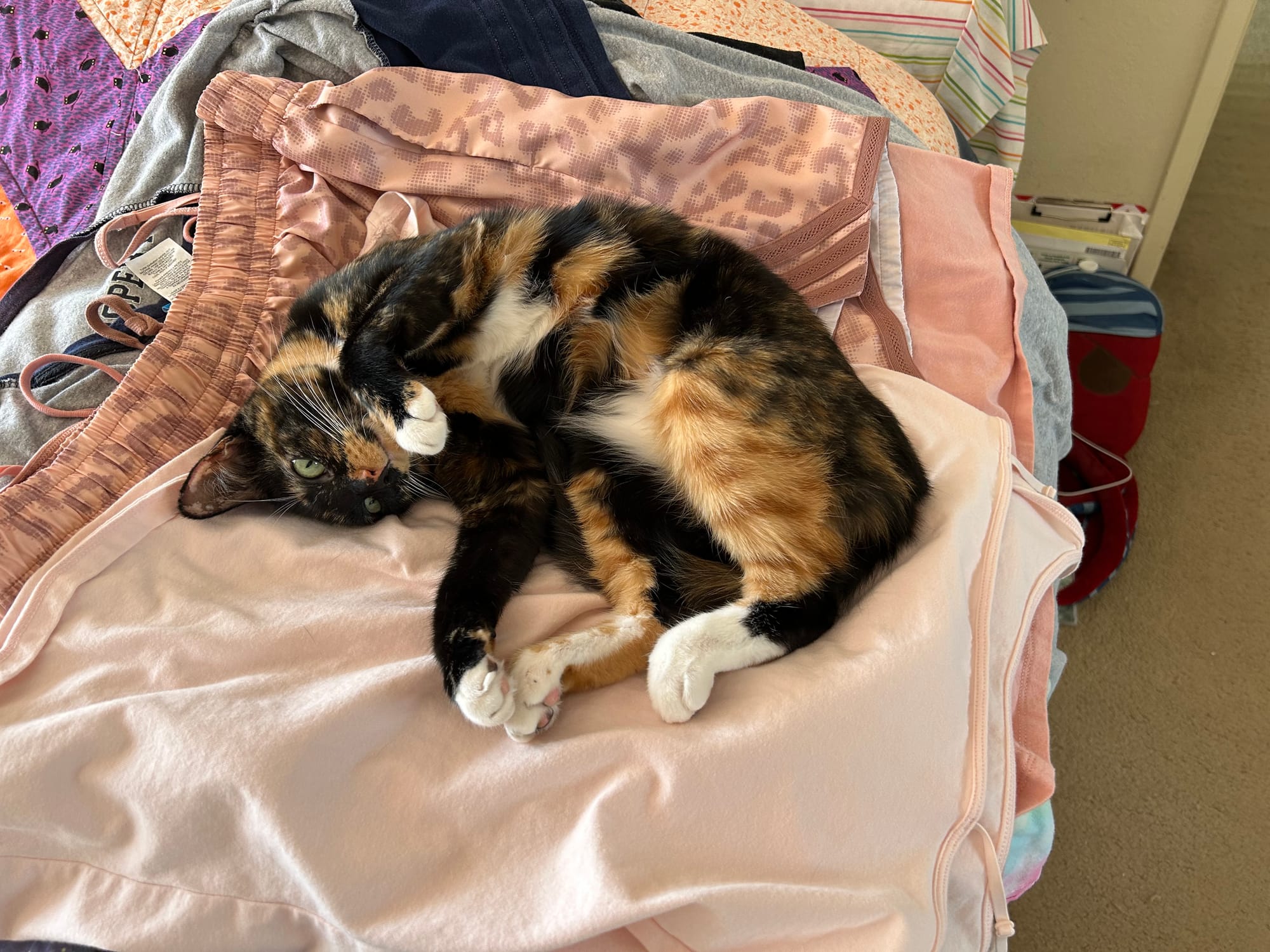 Izzy lying on a pile of laundry with her head upside down and one paw in the air