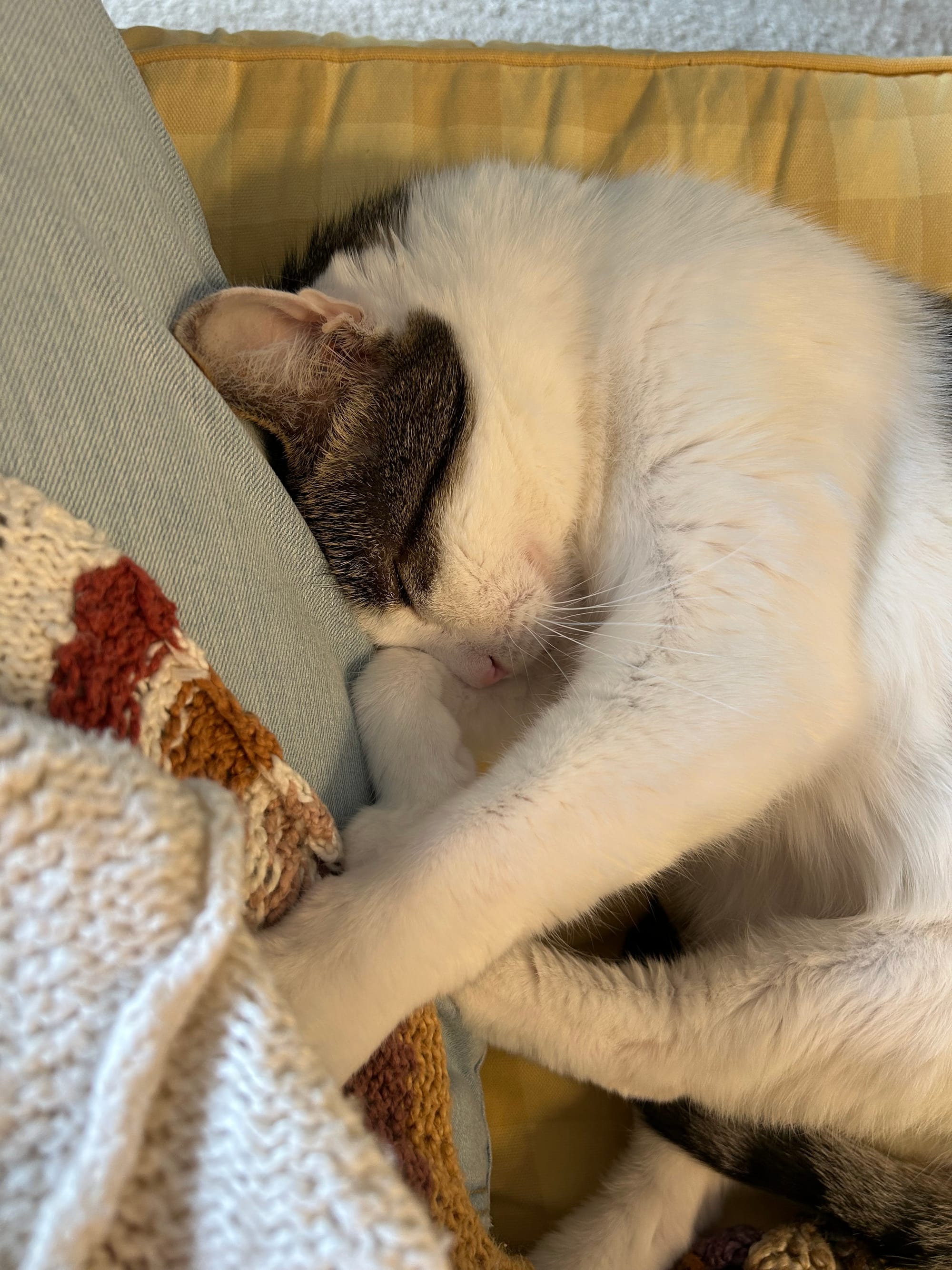 Dirtbag Henry snuggled up to Tilly’s leg, with all of his feet on her, holding her leg with one of his paws