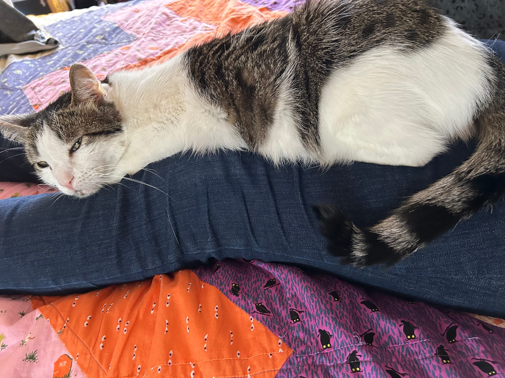 Henry stretched out and laying on a set of human legs, giving a side eye to the camera.