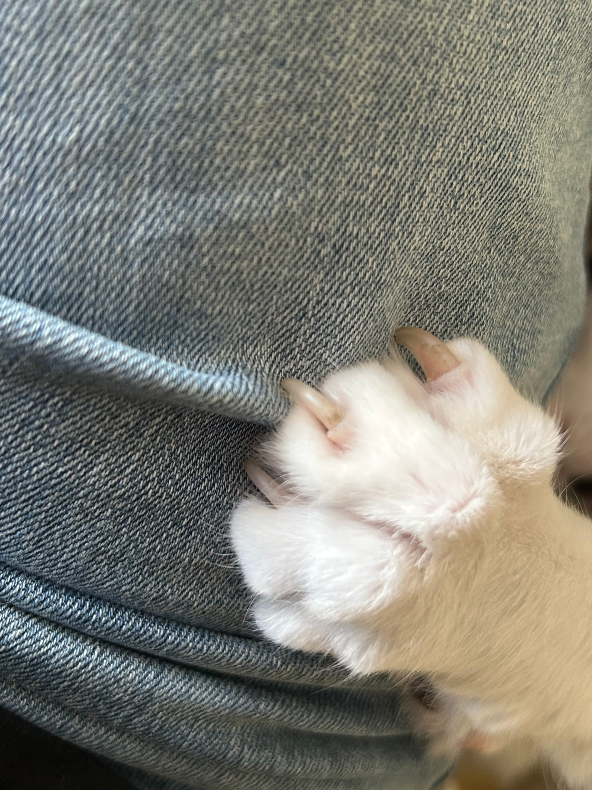 Henry’s paw on a denim-covered leg, with his toes flexed and claws digging in.