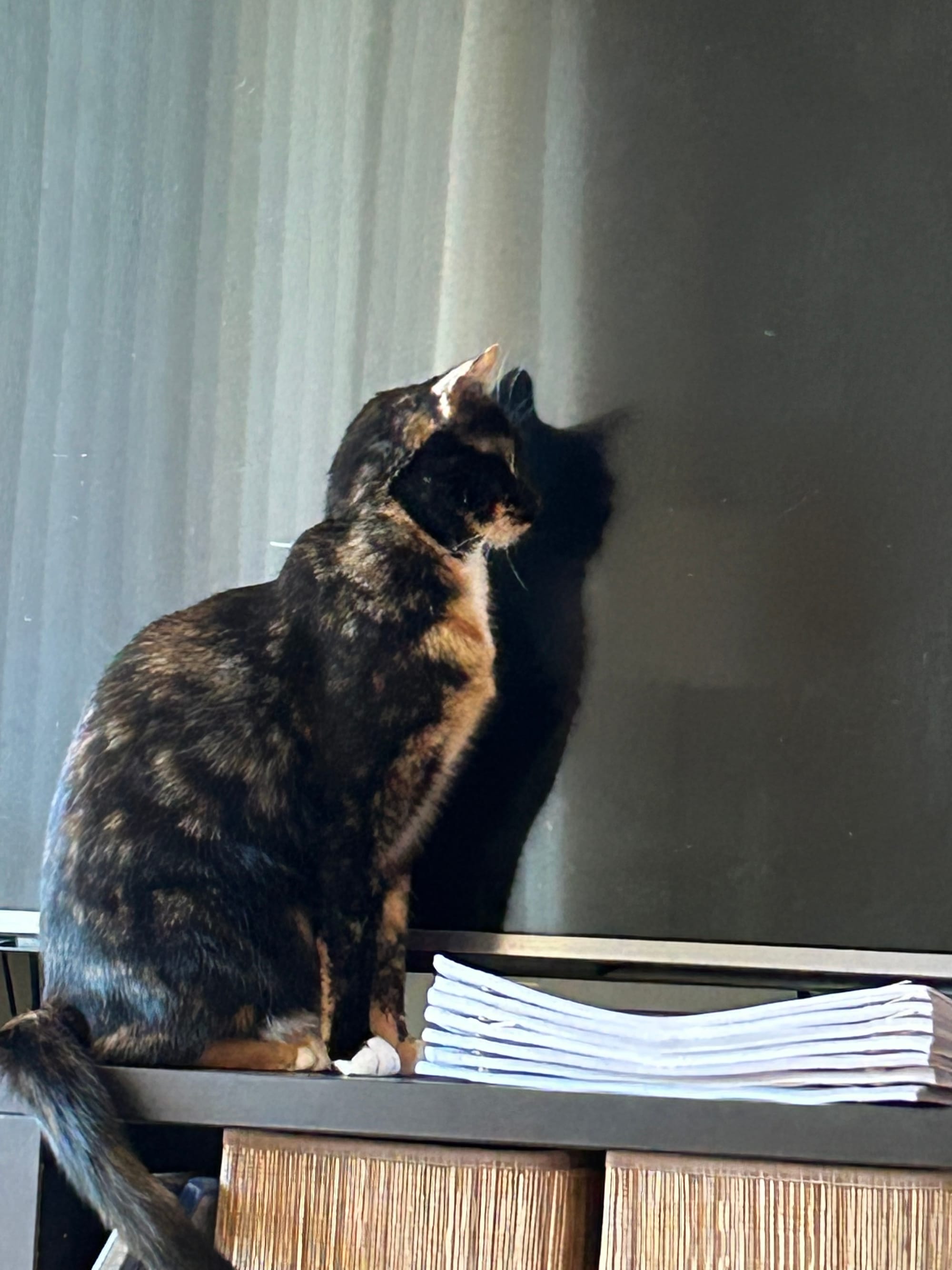 Izzy sitting in front of our tv, staring at the blank screen.